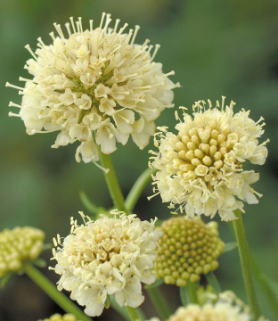 Scabiosa atropurpurea 'Fata Morgana'